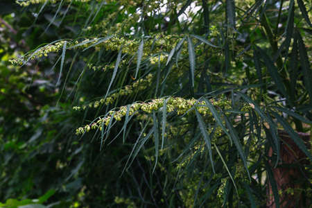 Branch of cannabis and marijuana. Ganja, hemp beautiful treeの写真素材