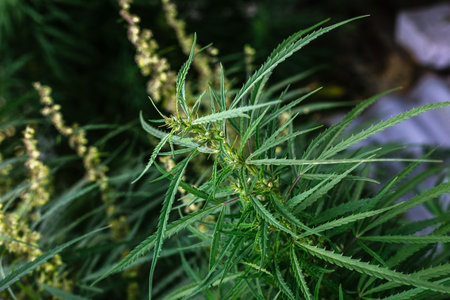 Branch of cannabis and marijuana. Ganja, hemp beautiful treeの写真素材