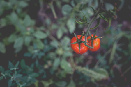 Beautiful view of red tomatoes in a greenhouse in the countryside. Soft morning lighting without...