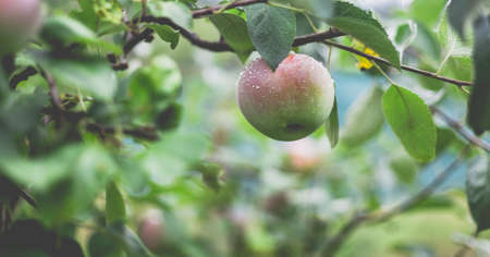 Beautiful view of the apple tree in the morning after the rain. Raindrops on an apple. A toned photo with vignetting and soft ambient light.の写真素材