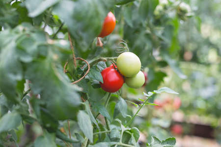 Beautiful view of red tomatoes in a greenhouse in the countryside. Soft morning lighting without harsh shadows.の写真素材