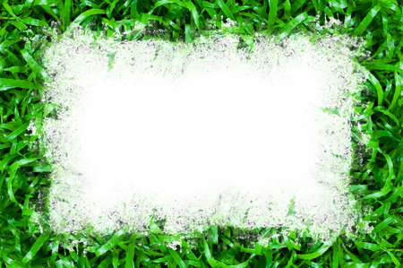 Green grassの写真素材
