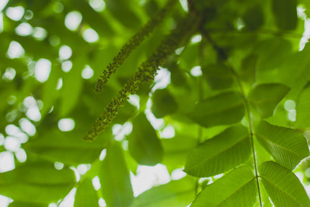 Green leaves border sunshine