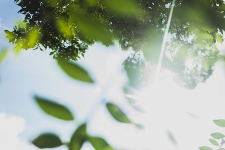Green leaves border sunshineの写真素材