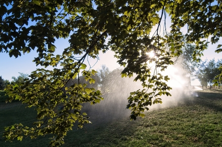 Sun rays behind the leaves in the park.の写真素材