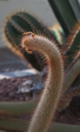 Cactus. Creative style Colorful plant and backgroundの写真素材