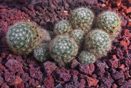 Cactus. Creative style Colorful plant and background.の写真素材