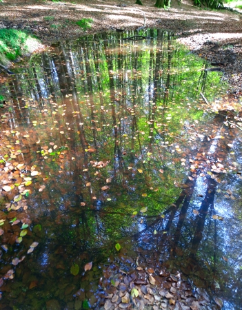 Reflection of the small pond hidden in the forestの写真素材
