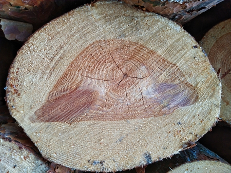 Wood rings of cut tree trunk.の写真素材