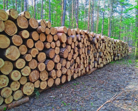 Wooden logs of pine woods in the forestの写真素材