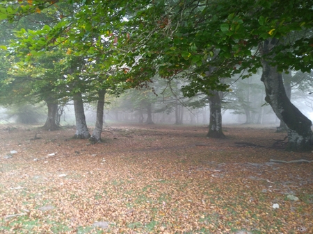 Forest in the fogの写真素材