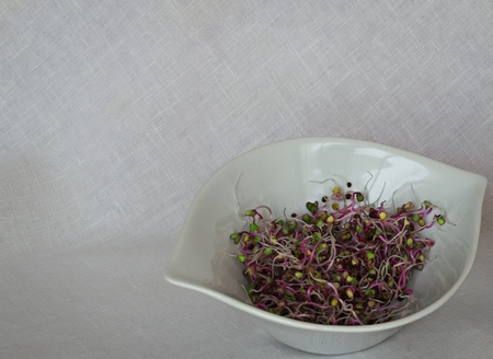 Healthy food The raw purple cabbage sprouts. The young seedlings are a good source of health benefits.の写真素材