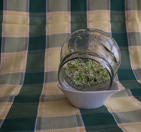 Healthy food The raw alfalfa sprouts. The young seedlings are a good source of health benefits. Do it yourself.の写真素材