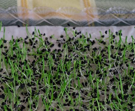 Healthy food The raw basil sprouts. The young seedlings are a good source of health benefits. Do it yourself.の写真素材