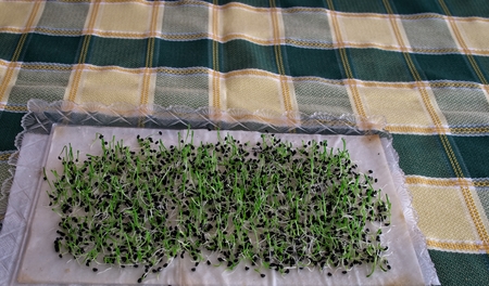 Healthy food The raw basil sprouts. The young seedlings are a good source of health benefits. Do it yourself.の写真素材