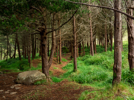 Faroe Islands, Kunoy. The only forest on the island. Man made.
