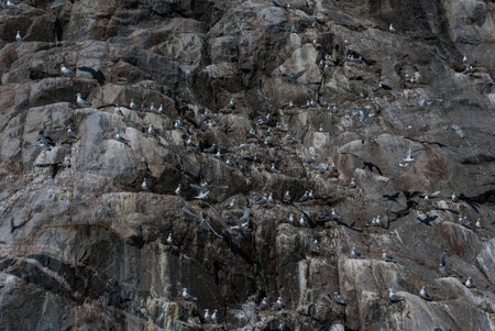 The wall of nest and birds. Greenland