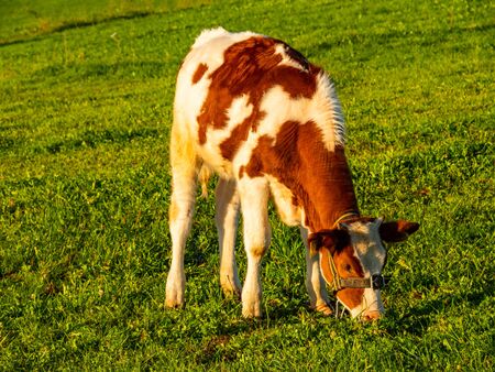 Cute spotted calf grazing at the pasture.の写真素材