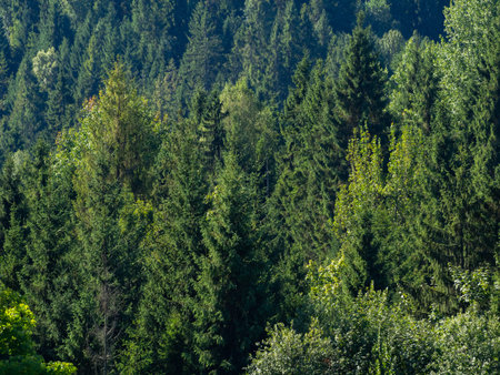 Wall of trees and forest. Can work well as a background.
