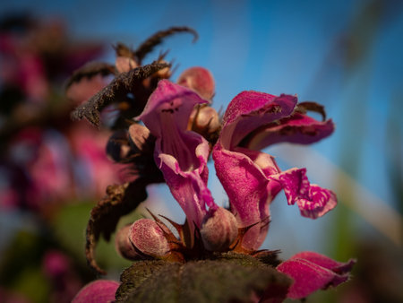Macro shot of the flower called red dead nettle flower. Selective focusの写真素材