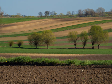 Countryside spring landscape of plowed fields. Green grass and trees. Ponidzie. Poland