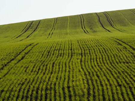 Countryside spring landscape of plowed fields. Fresh green grass. Ponidzie. Polandの写真素材