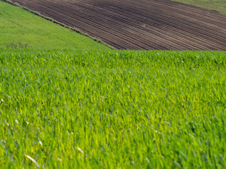 Countryside spring landscape of plowed fields. Green grass and brown ground. Ponidzie. Poland