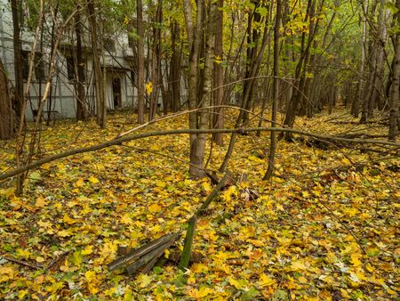Abandoned residential building. Previous roads and alleys are taken by trees and bushes. Ghost town of Pripyat, Chernobyl Exclusion Zone. Ukraine.の写真素材