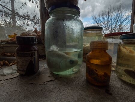 Jars filled with small embrions closeup photo. Chernobyl Exclusion Zone. Ukraineの写真素材