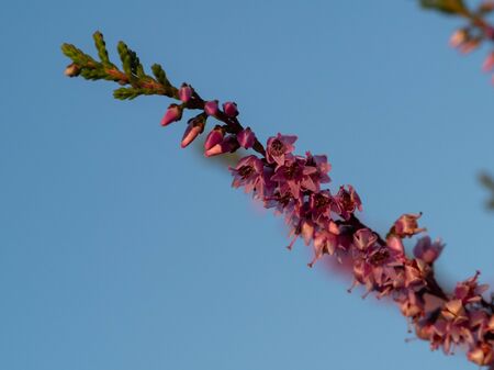 Close up of beautiful blooming purple heather flower. Selective focus.の写真素材
