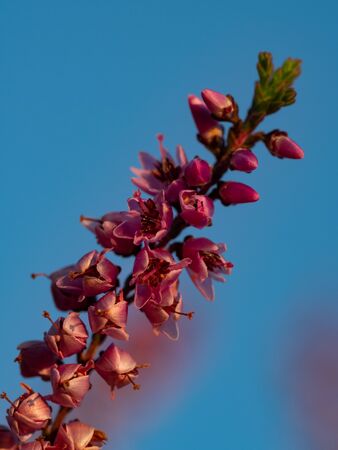 Close up of beautiful blooming purple heather flower. Selective focus.の写真素材
