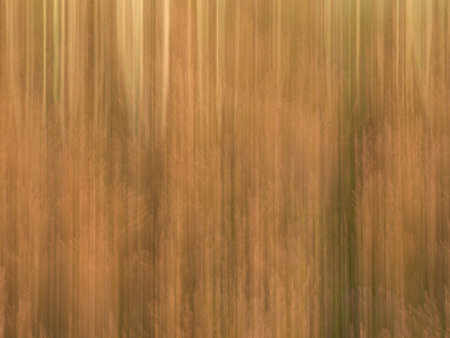 Colorful blurred and abstract background  of heathland and forest.の写真素材