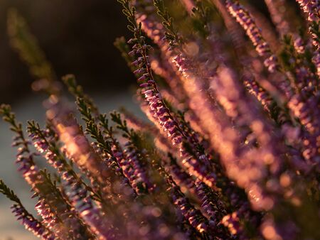 Close up of beautiful blooming purple heather flower. Selective focus.の写真素材