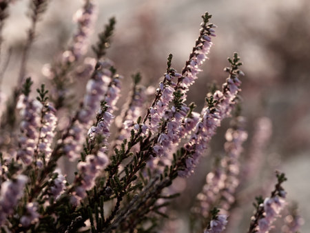 Close up of beautiful blooming purple heather flower. Selective focus.