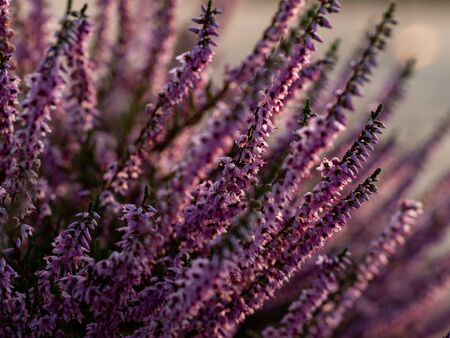 Close up of beautiful blooming purple heather flower. Selective focus.の写真素材