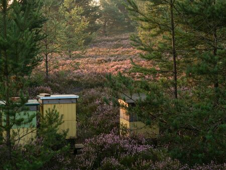Colorful beehives standing in the forest on the heath. Selective focus.の写真素材
