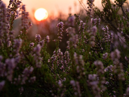 Sunrise on the heathland. Beautiful light of early morning. Selective focus.の写真素材