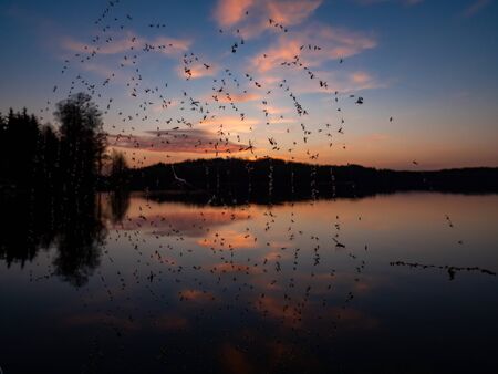 Amazing sunset, with beautiful sky reflections in the water of Hancza lake. View through the spiderweb full of death insects. Suwalski landscape park, Podlaskie, Polandの写真素材
