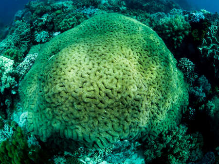Colorful coral reef, underwater photo, Philippines.の写真素材