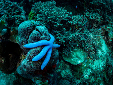 Colorful coral reef and starfish, underwater photo, Philippines.の写真素材