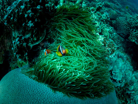 Colorful coral reef, underwater photo, Philippines.