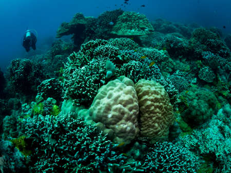 Colorful coral reef, underwater photo, Philippines.の写真素材