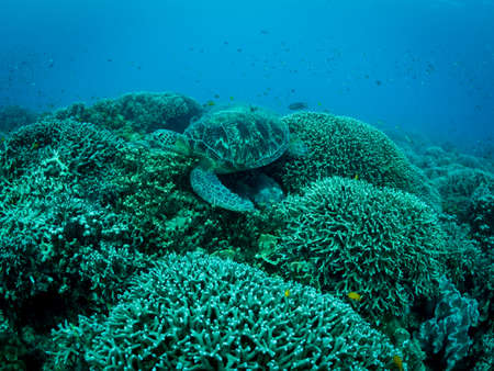 Big turtle laying on coral reef. Underwater photo. philippinesの写真素材