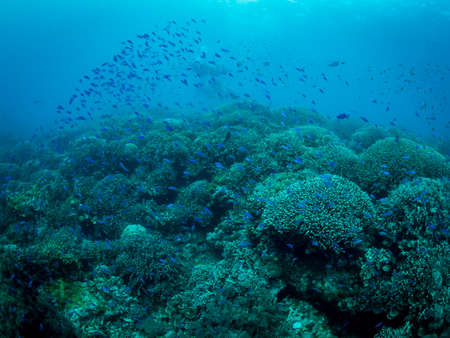 Colorful coral reef, underwater photo, Philippines.の写真素材