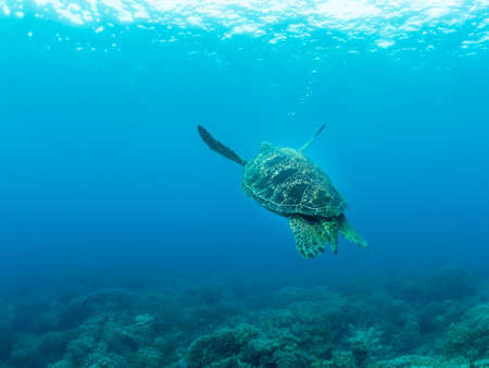 Big turtle swimming away into the blue. Underwater photo. philippinesの写真素材
