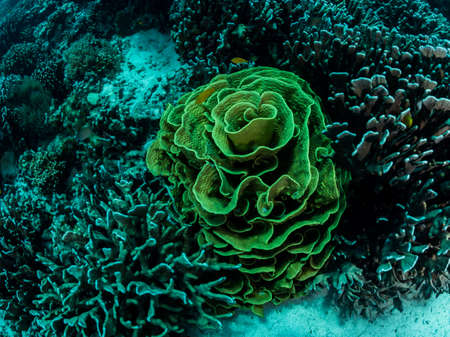 Colorful coral reef, underwater photo, Philippines.の写真素材