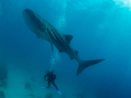 Whale shark and the divers, Oslob, Philippines. Selective focusの写真素材