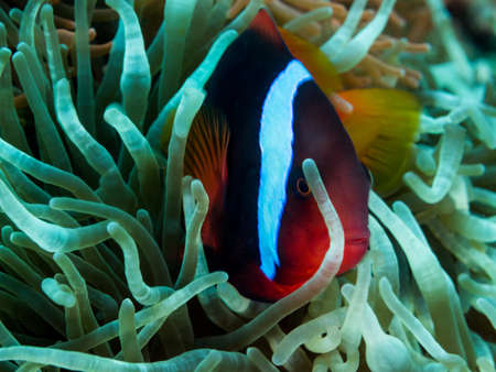 False clown anemone fish (Amphiprion ocellaris) peeking out of its anemone in Philippines.の写真素材