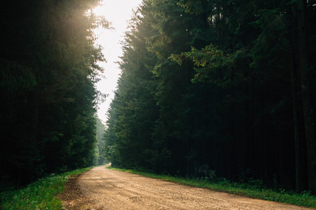 beautiful road in the forest at dawnの写真素材