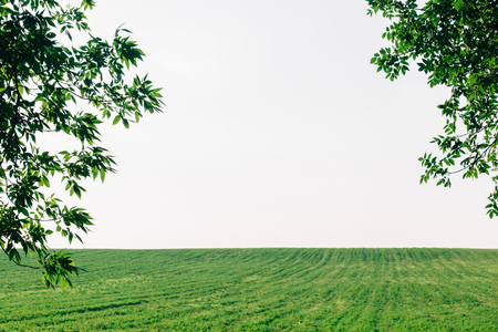 Beautiful green fieldの写真素材